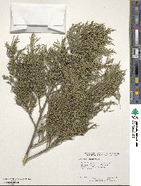 Juniperus virginiana image