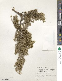 Juniperus virginiana image