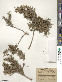 Juniperus virginiana image