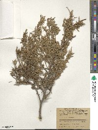 Juniperus virginiana image