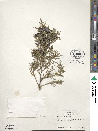 Juniperus virginiana image