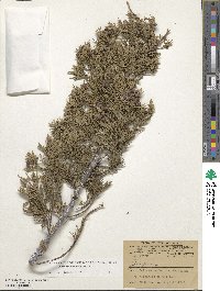 Juniperus virginiana image