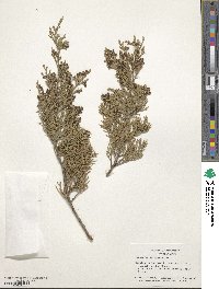 Juniperus virginiana image