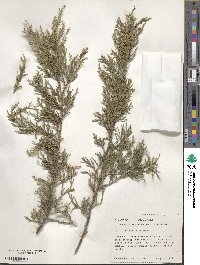 Juniperus virginiana image