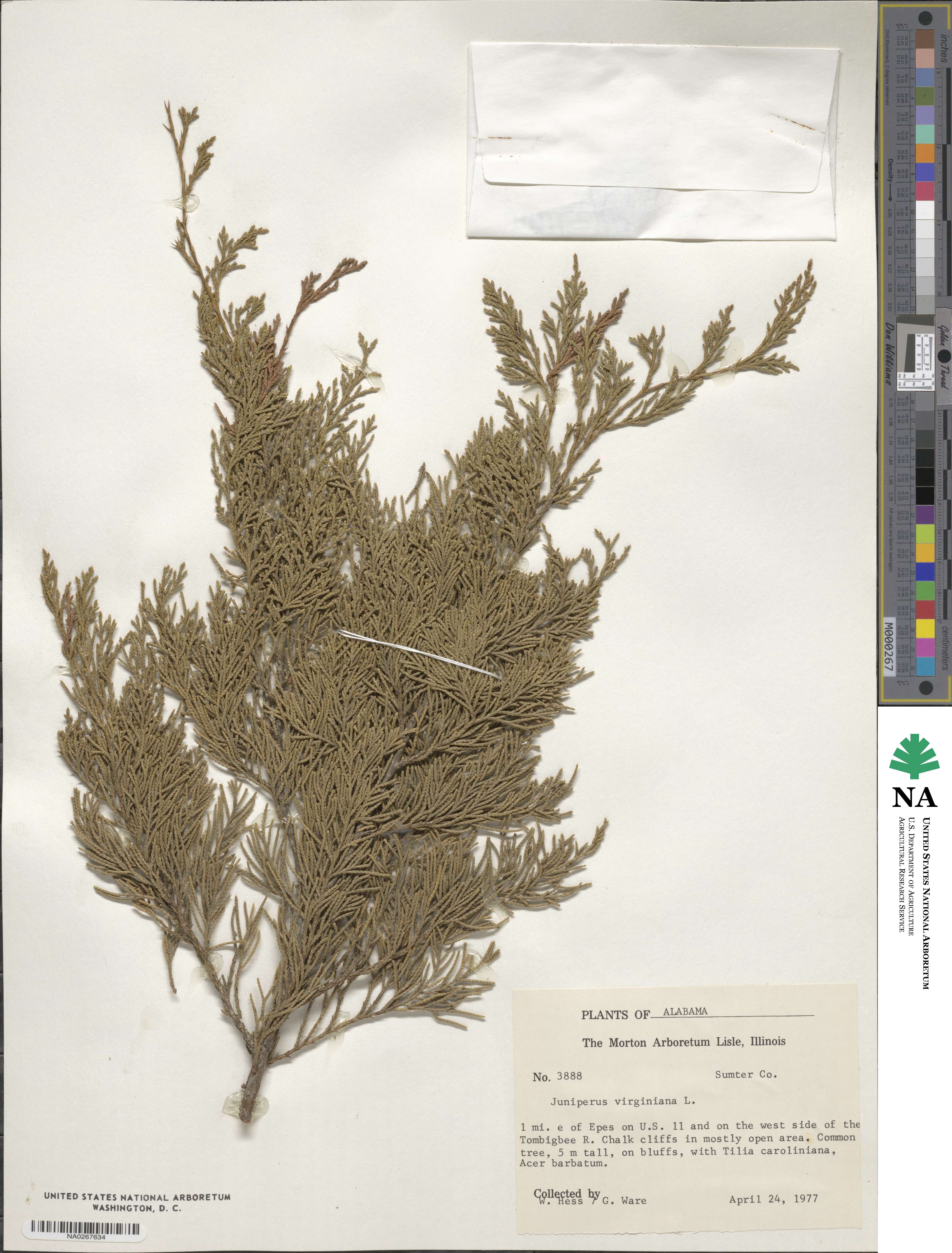 Juniperus virginiana image