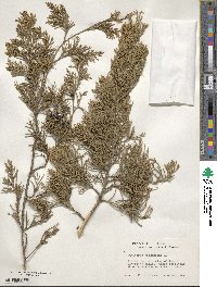 Juniperus virginiana image