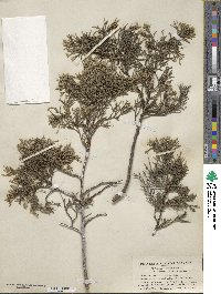 Juniperus virginiana var. virginiana image