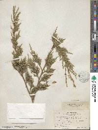 Juniperus virginiana var. virginiana image