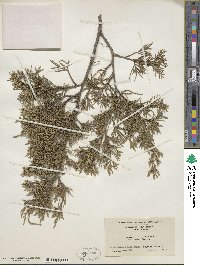 Juniperus virginiana image