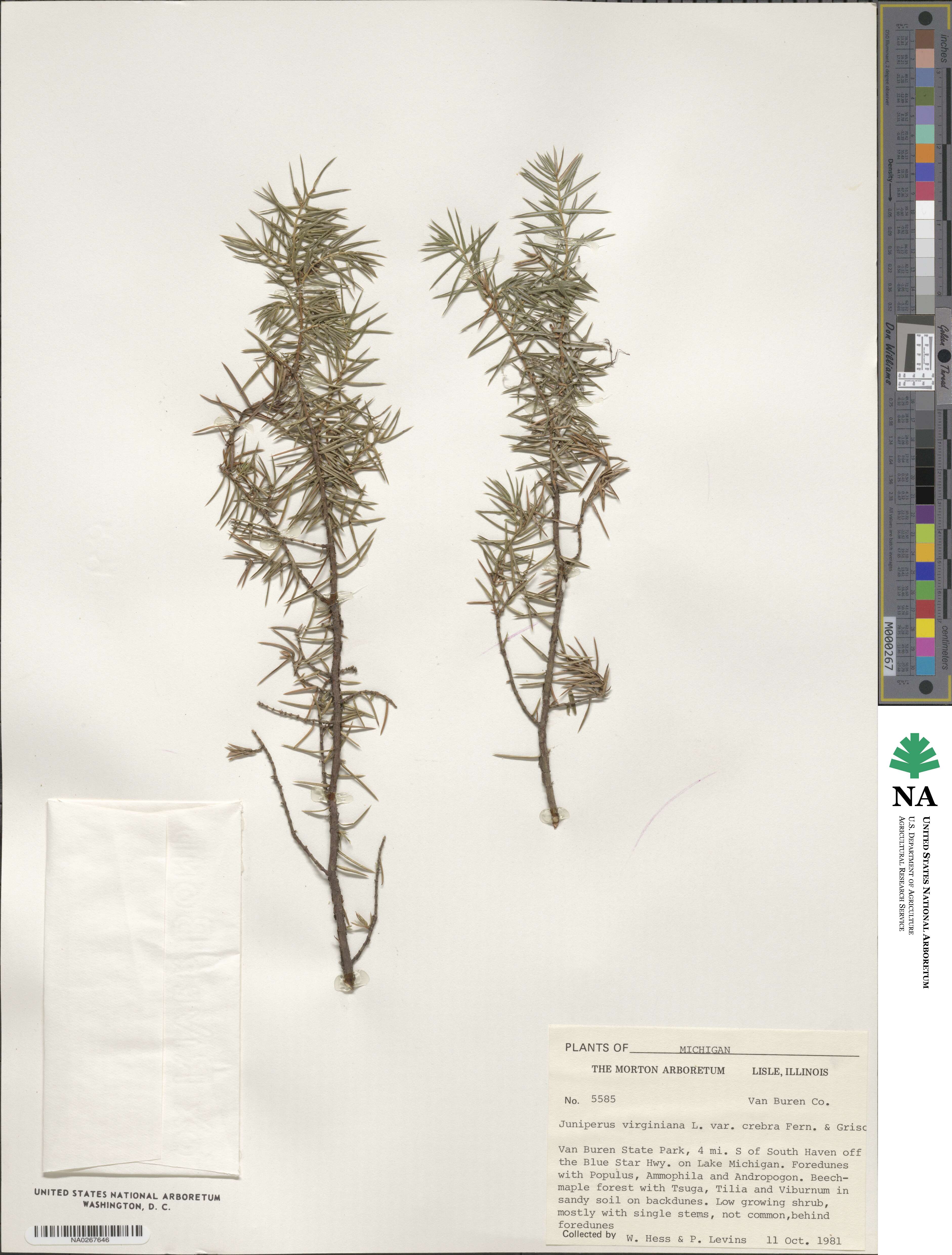 Juniperus virginiana var. virginiana image