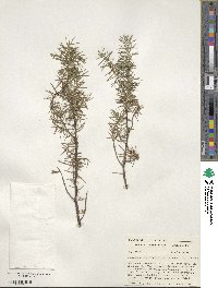 Juniperus virginiana image