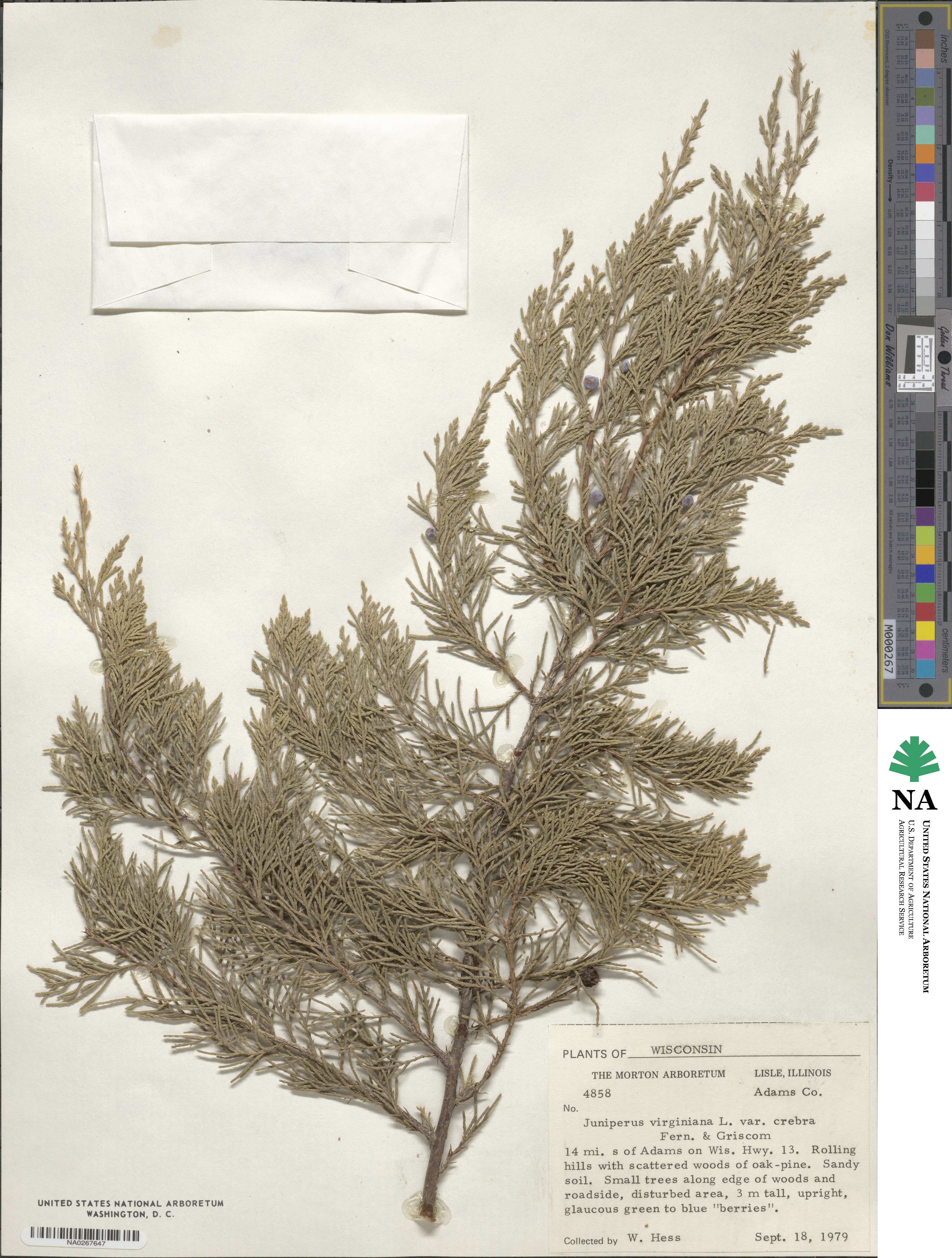 Juniperus virginiana var. virginiana image