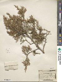 Juniperus virginiana image