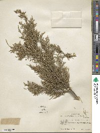 Juniperus virginiana image