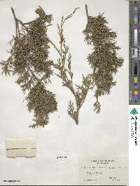 Juniperus virginiana var. virginiana image