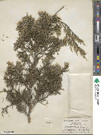 Juniperus virginiana var. virginiana image