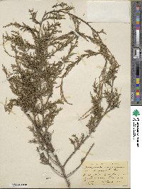 Juniperus virginiana var. pendula image