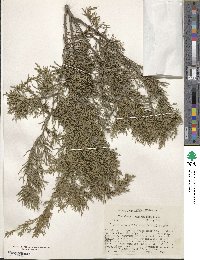 Juniperus virginiana var. silicicola image