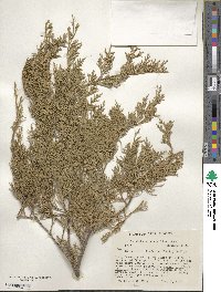 Juniperus virginiana var. silicicola image