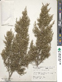 Juniperus virginiana var. silicicola image