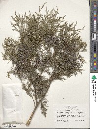 Juniperus virginiana var. silicicola image