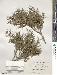 Juniperus virginiana image