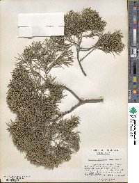 Juniperus virginiana var. silicicola image