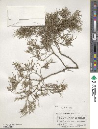 Juniperus virginiana image