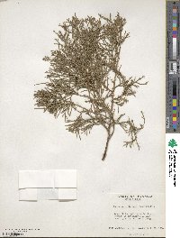 Juniperus virginiana var. silicicola image