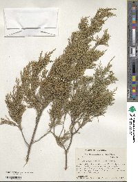 Juniperus virginiana var. silicicola image