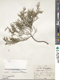 Juniperus virginiana var. silicicola image