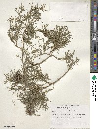 Juniperus virginiana var. silicicola image