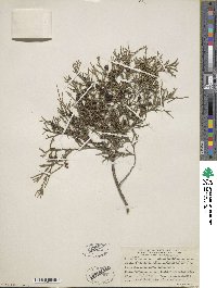 Juniperus virginiana var. silicicola image