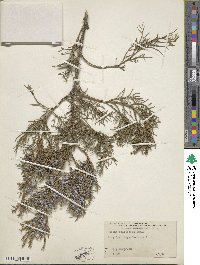 Juniperus virginiana var. silicicola image