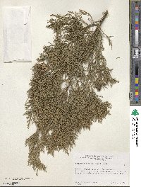 Juniperus virginiana image