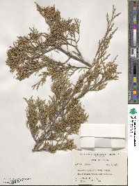 Juniperus virginiana var. silicicola image