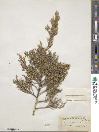 Juniperus virginiana image