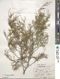 Juniperus virginiana var. silicicola image