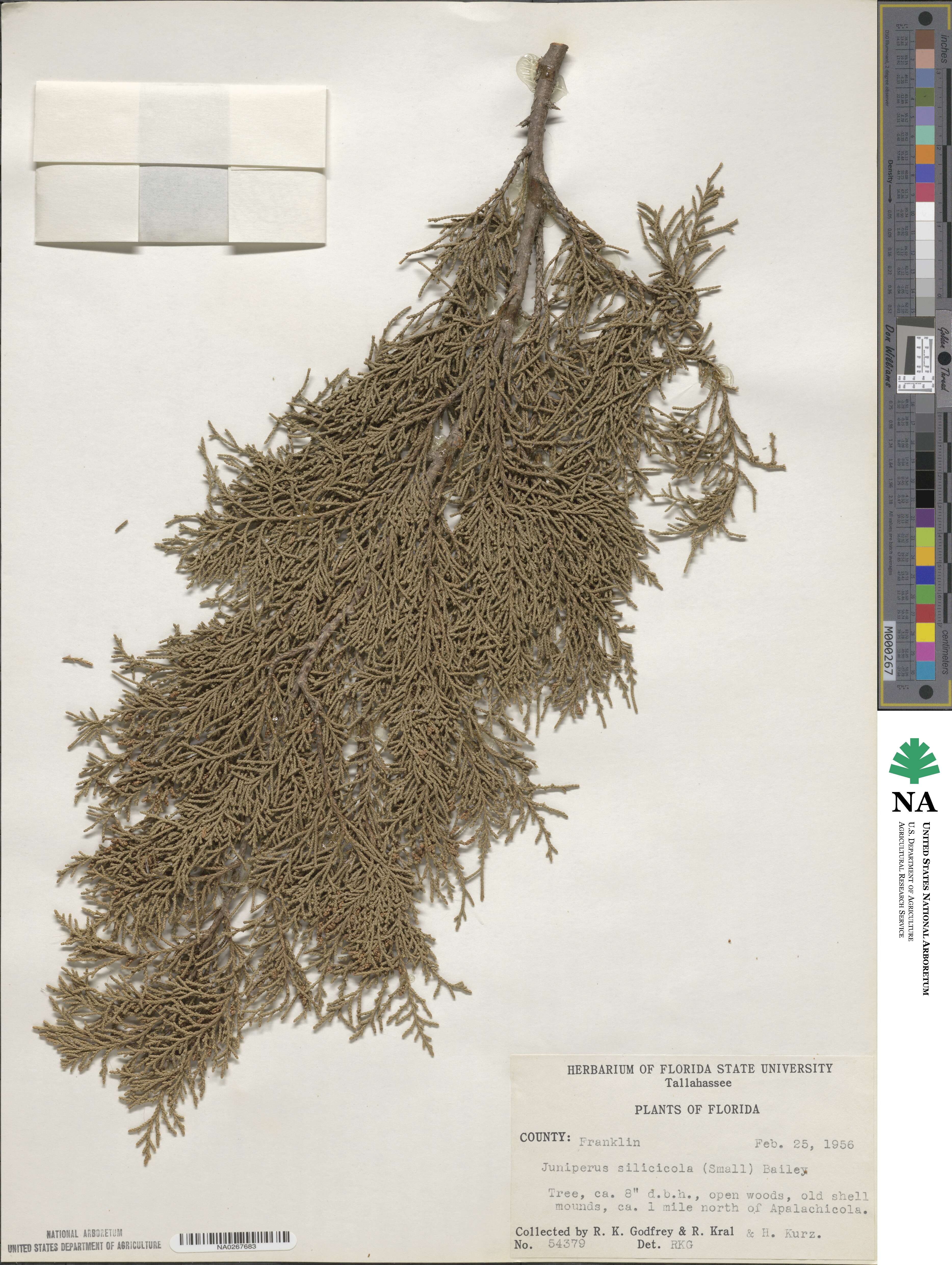 Juniperus virginiana var. silicicola image