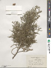 Juniperus virginiana var. silicicola image