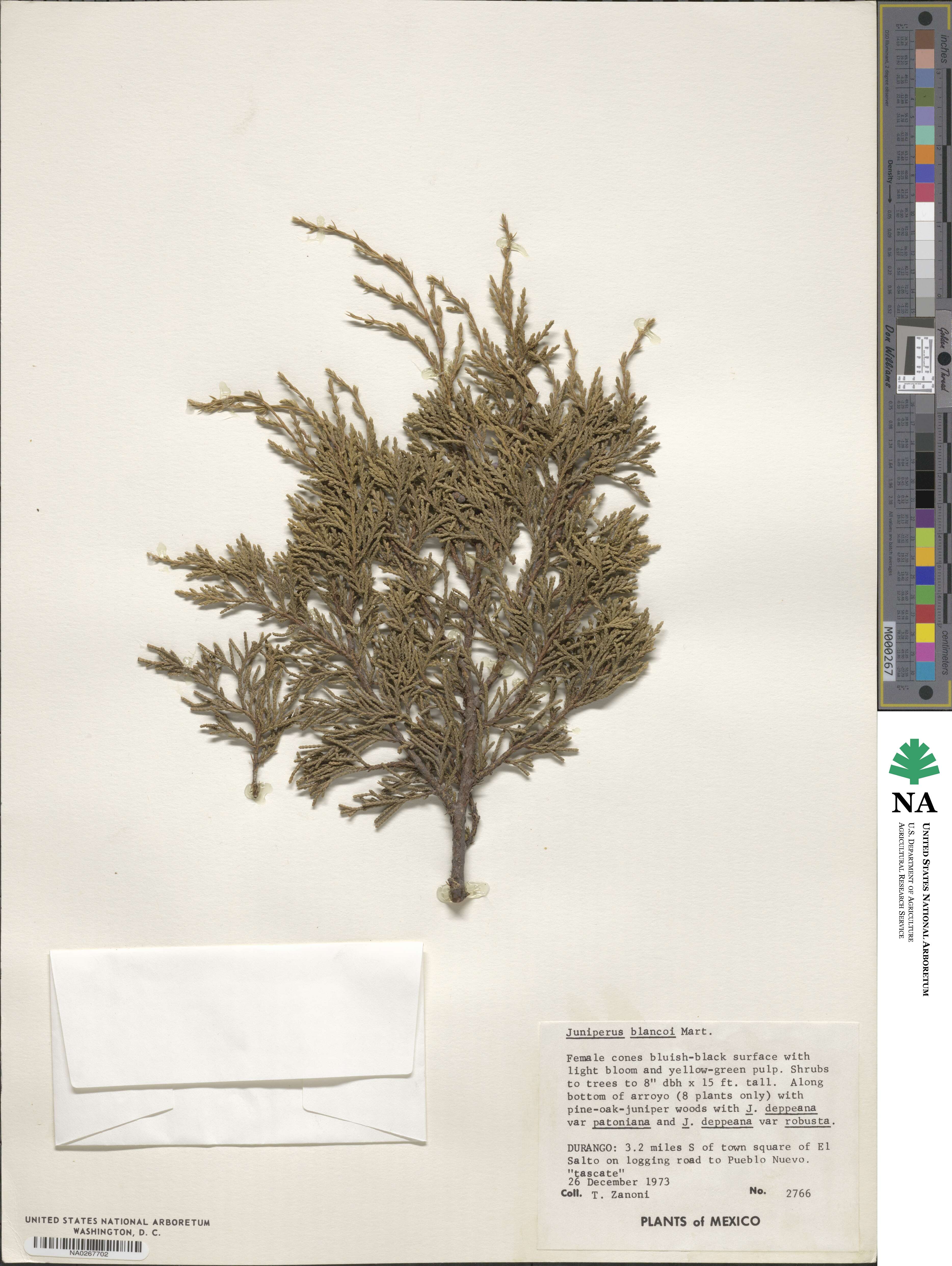 Juniperus blancoi image