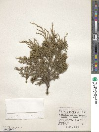 Image of Juniperus blancoi