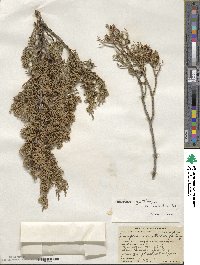 Juniperus coahuilensis image