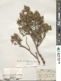 Juniperus coahuilensis image