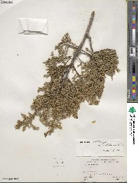 Juniperus coahuilensis image