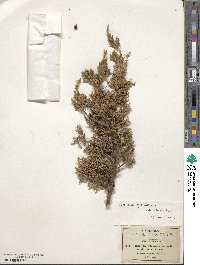 Juniperus coahuilensis image