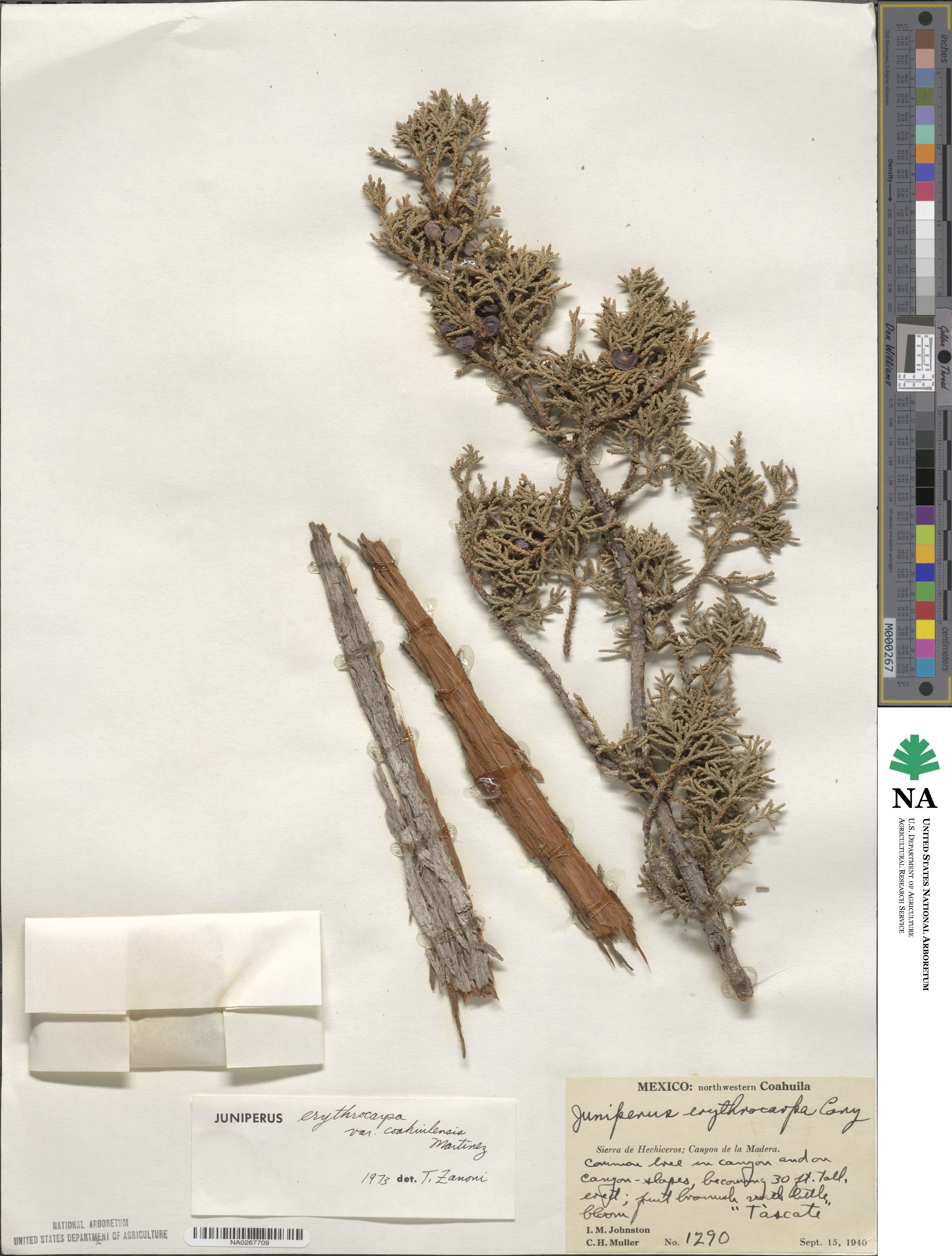 Juniperus coahuilensis image