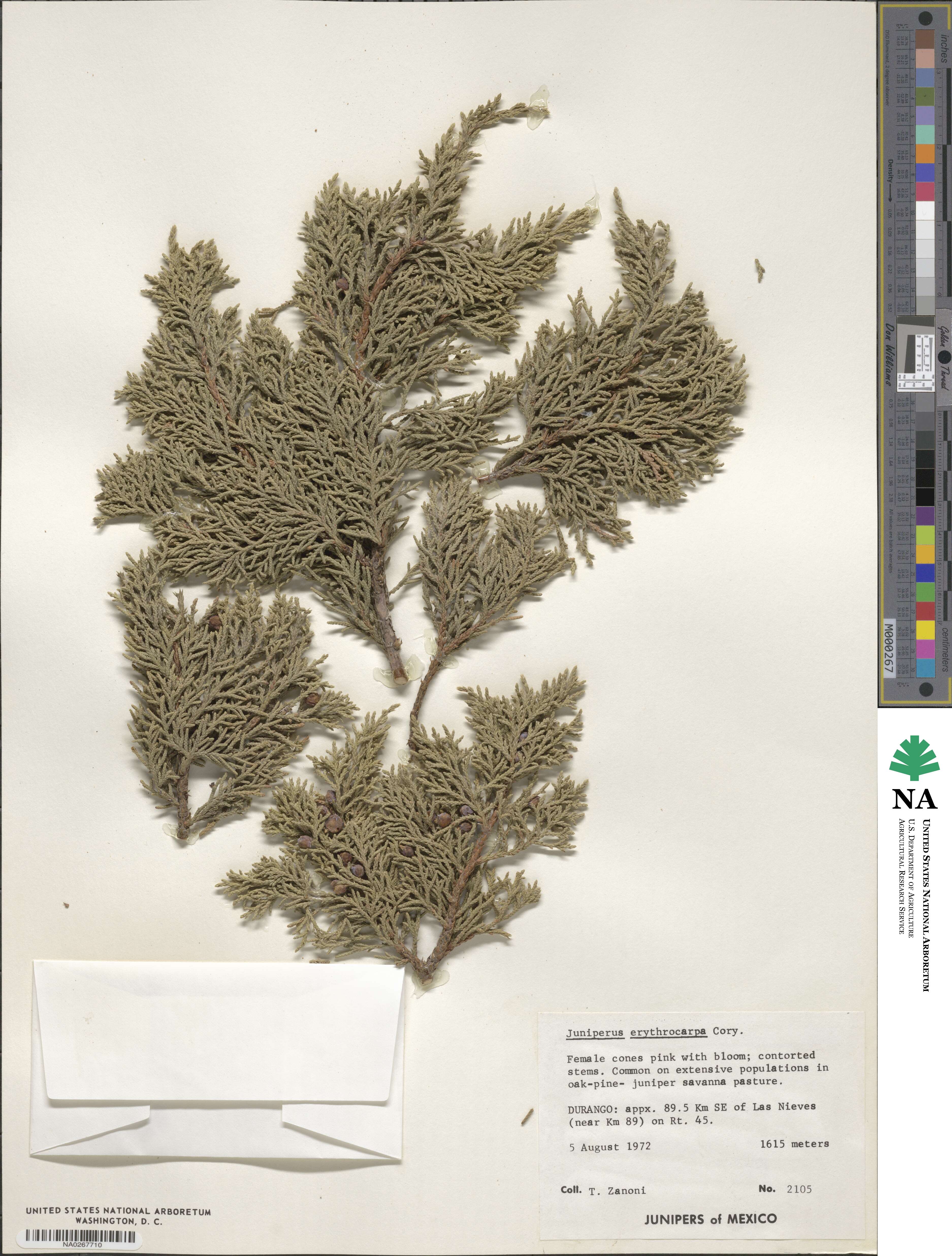 Juniperus image