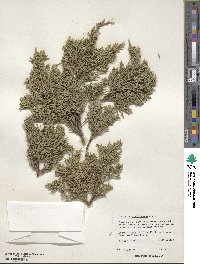 Juniperus coahuilensis image