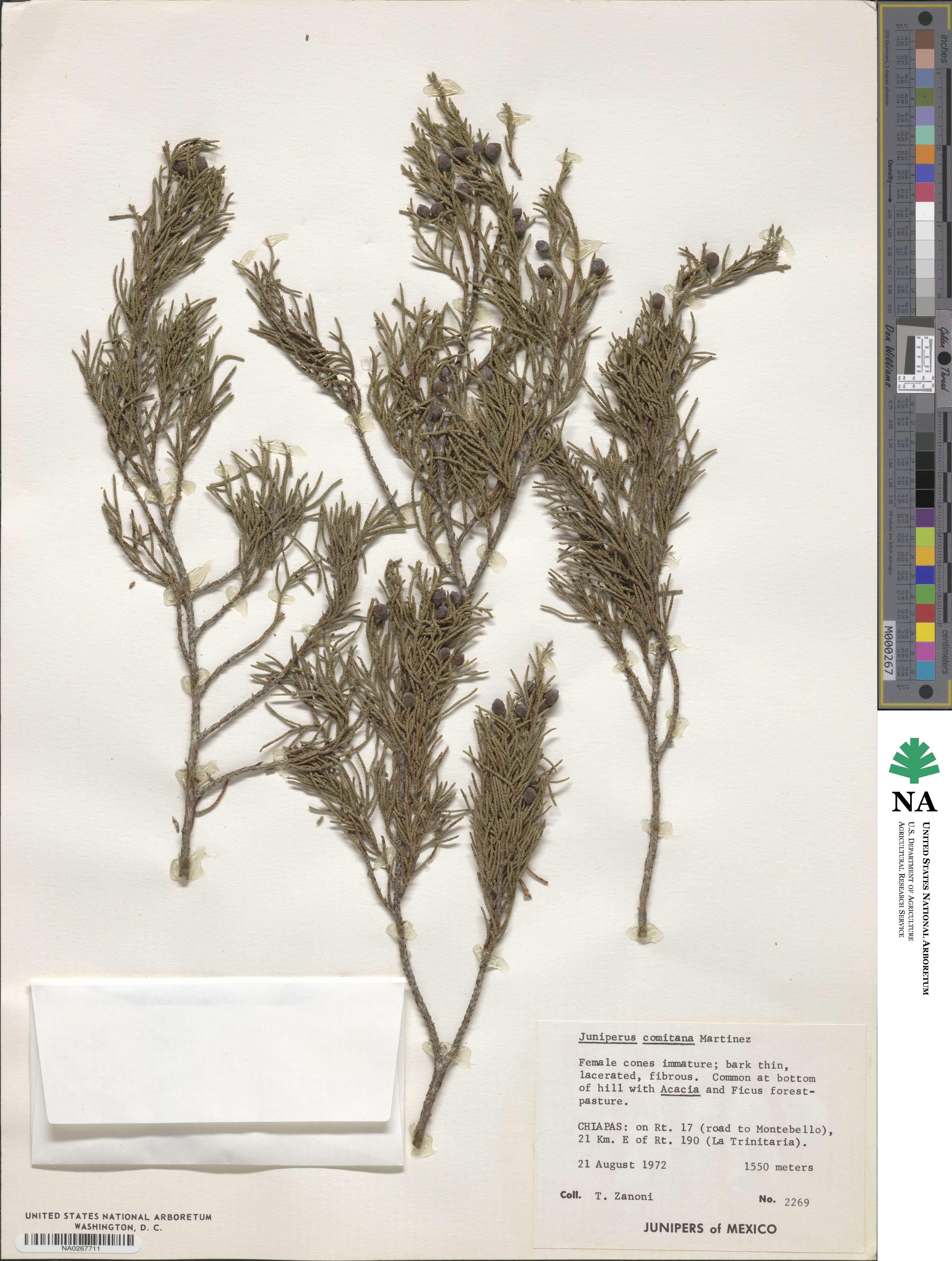 Juniperus image